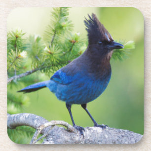 Steller's Jay Coaster