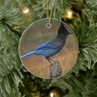 Steller's Jay (Cyanocitta stelleri) Ceramic Ornament