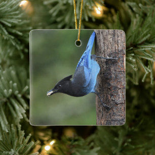 Steller's Jay (Cyanocitta stelleri) Ceramic Ornament