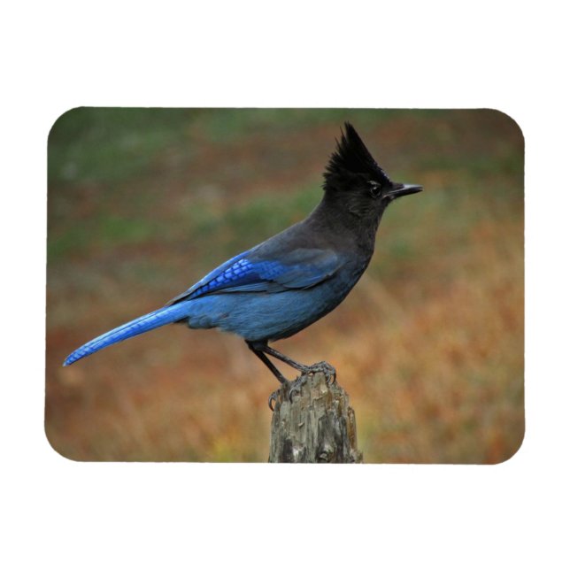Steller's Jay (Cyanocitta stelleri) Magnet (Horizontal)