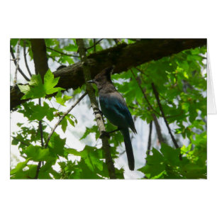 Steller's Jay in Yosemite National Park
