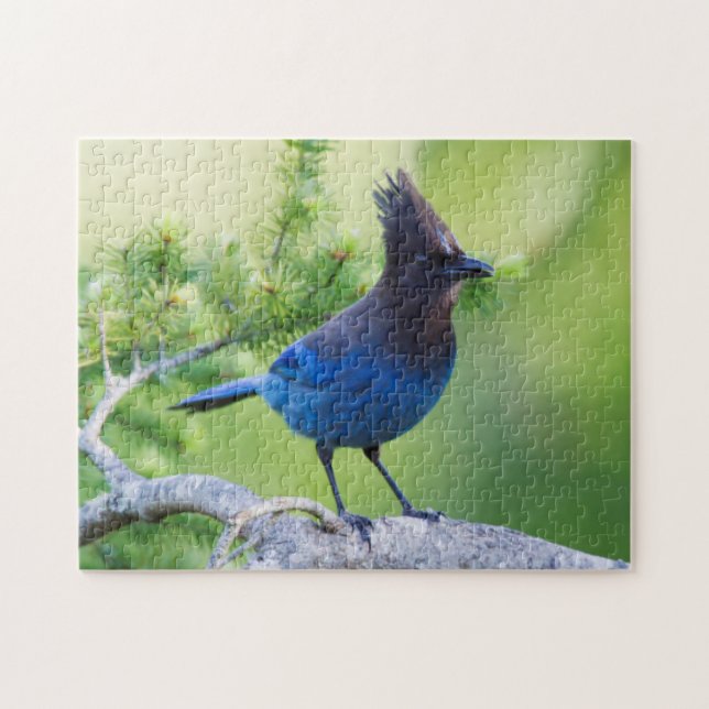 Steller's Jay Jigsaw Puzzle (Horizontal)