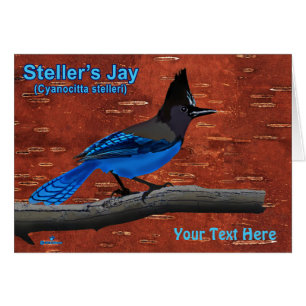 Steller's Jay On Inner Birch Bark