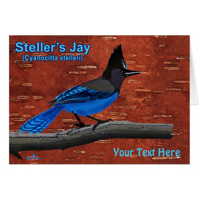 Steller's Jay On Inner Birch Bark (Front Horizontal)