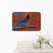 Steller's Jay On Inner Birch Bark Acrylic Print