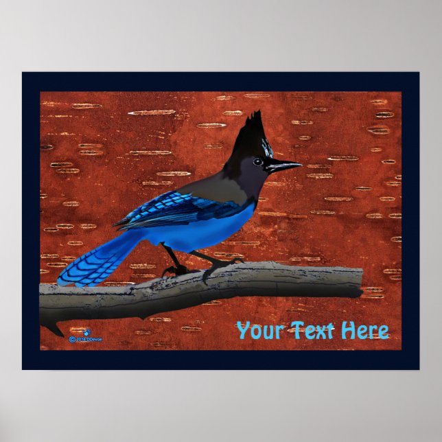 Steller's Jay On Inner Birch Bark Poster (Front)