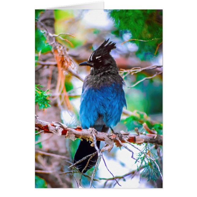 Steller's Jay - Original Photograph (Front)