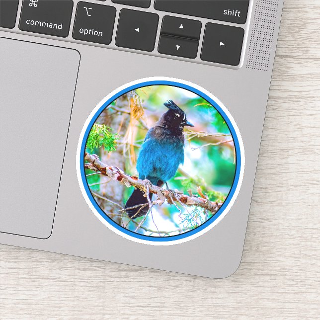 Steller's Jay - Original Photograph (Detail)