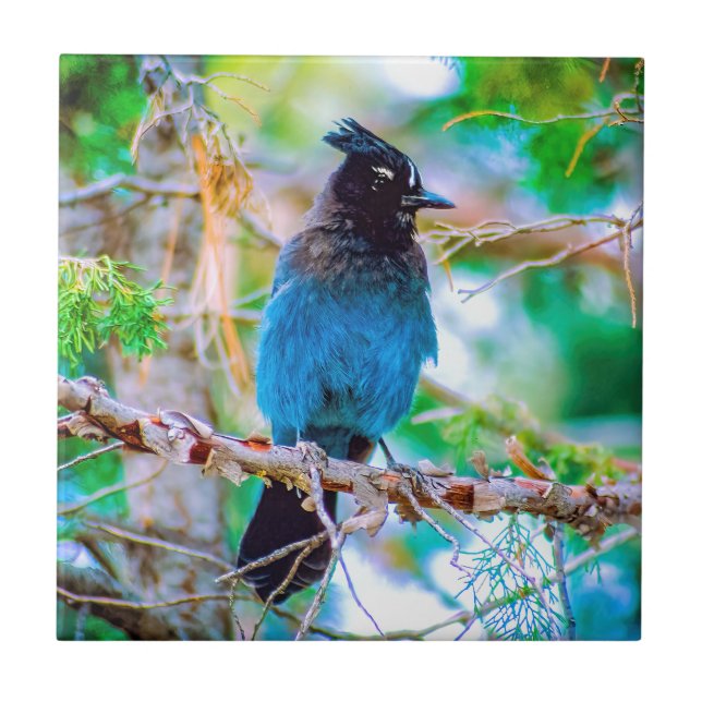 Steller's Jay - Original Photograph Ceramic Tile (Front)