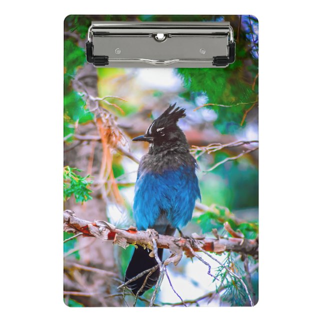 Steller's Jay - Original Photograph Mini Clipboard (Front)