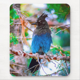 Steller's Jay - Original Photograph Mouse Pad