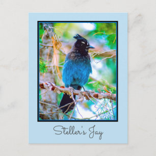 Steller's Jay - Original Photograph Postcard