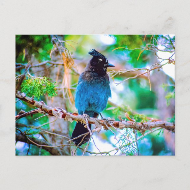 Steller's Jay - Original Photograph Postcard (Front)