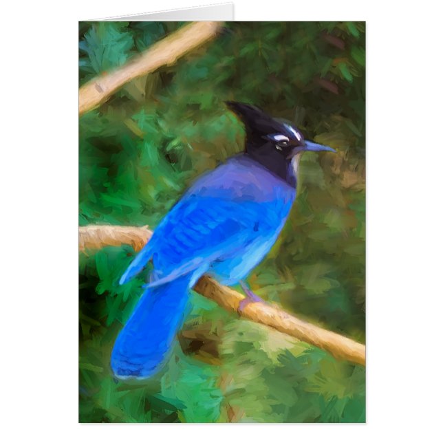 Steller's Jay Painting - Original Bird Art (Front)