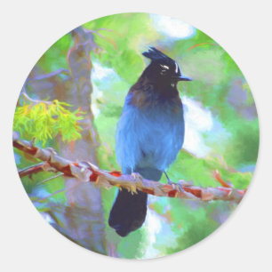 Steller's Jay Painting - Original Bird Art Classic Round Sticker