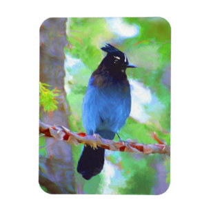 Steller's Jay Painting - Original Bird Art Magnet