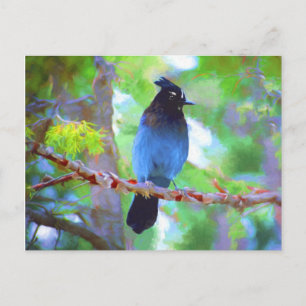 Steller's Jay Painting - Original Bird Art Postcard