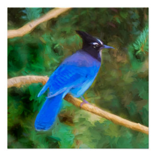 Steller's Jay Painting - Original Bird Art Poster