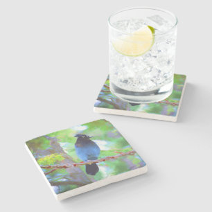 Steller's Jay Painting - Original Bird Art Stone Coaster