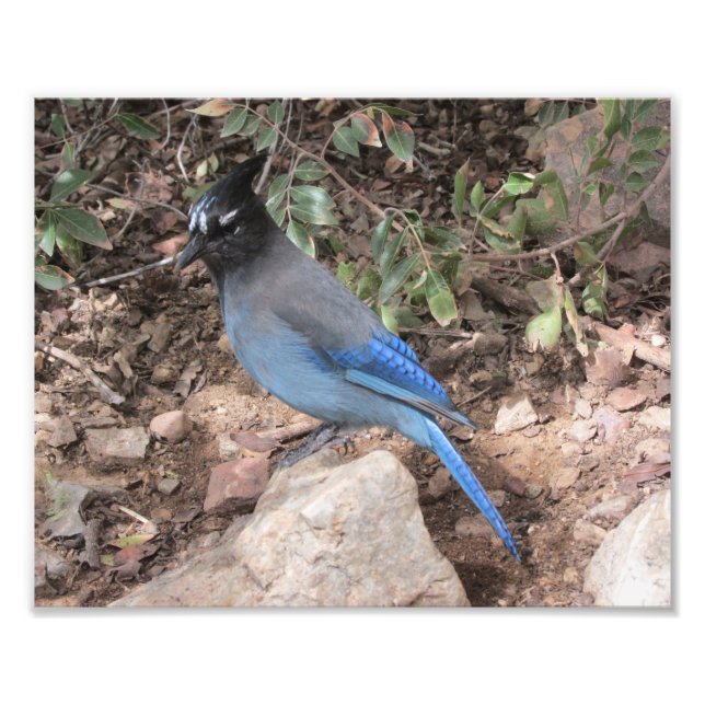 Steller's Jay Photo Print (Front)