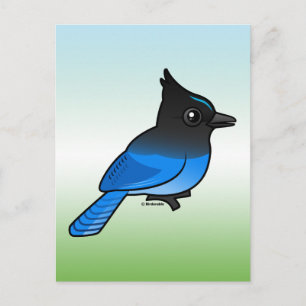 Steller's Jay Postcard
