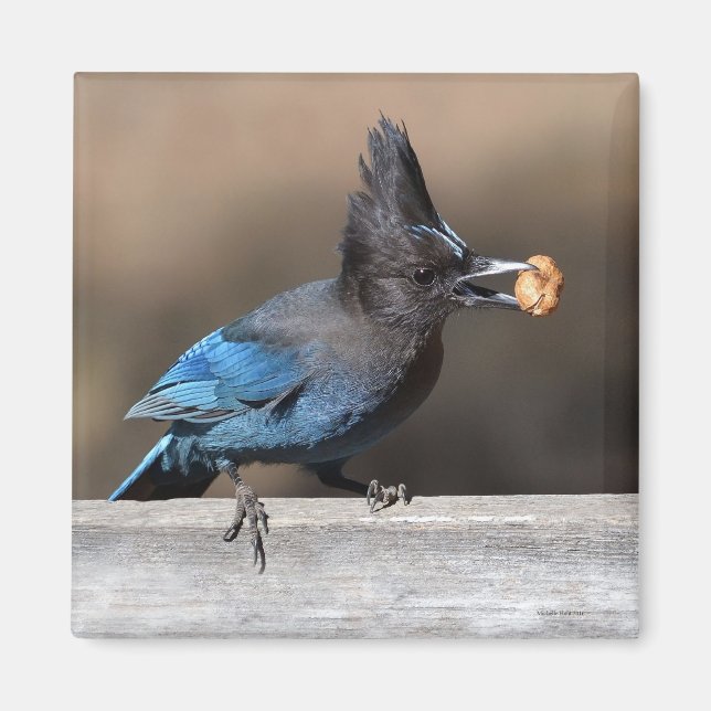 Steller's Jay With Peanut Magnet (Front)