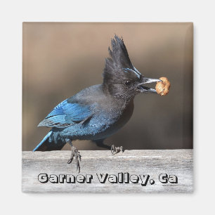 Steller's Jay With Peanut Magnet Garner Valley, Ca