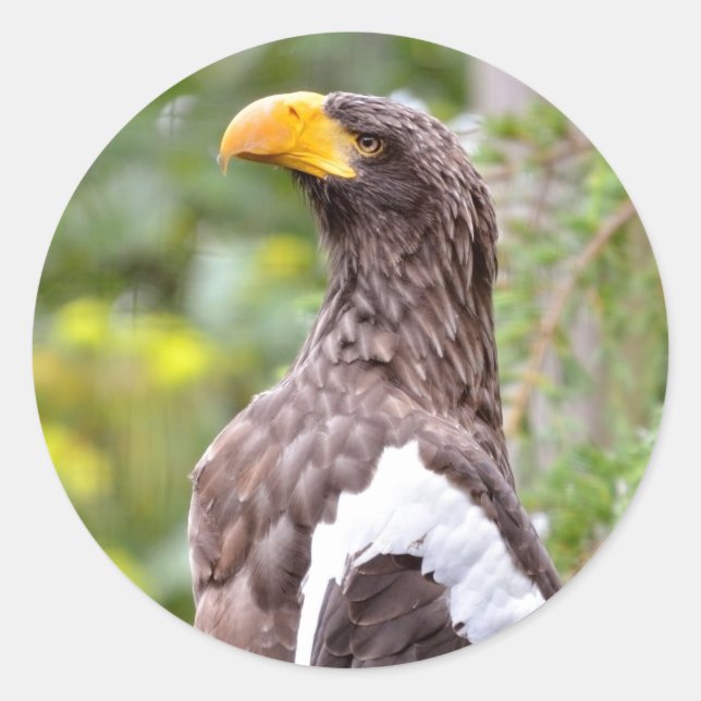 Steller's Sea Eagle Classic Round Sticker (Front)