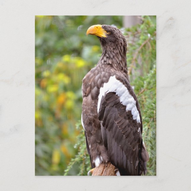Steller's Sea Eagle Postcard (Front)
