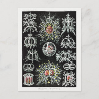 Stephoidea–Ringelstrahlinge | Ernst Haeckel | Postcard