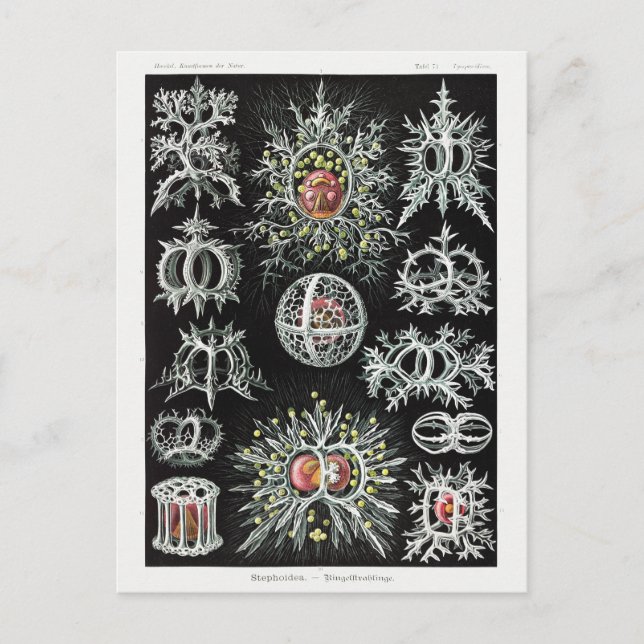 Stephoidea–Ringelstrahlinge | Ernst Haeckel | Postcard (Front)