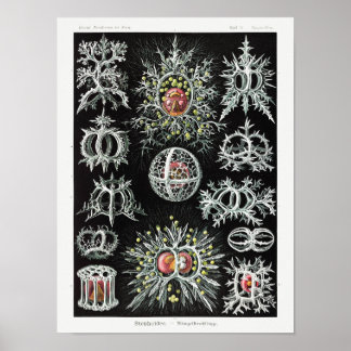 Stephoidea–Ringelstrahlinge | Ernst Haeckel | Poster