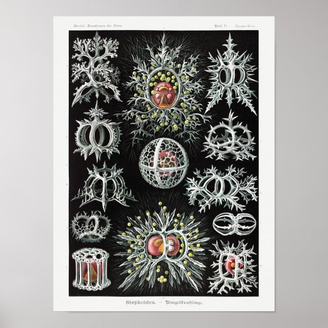 Stephoidea–Ringelstrahlinge | Ernst Haeckel | Poster (Front)