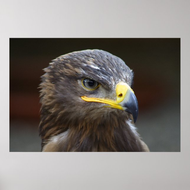 Steppe Eagle Close-Up Portrait Poster (Front)