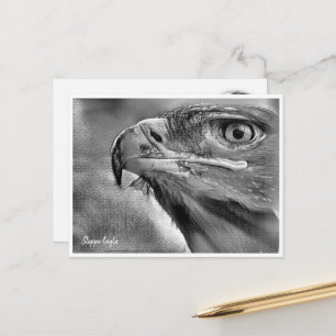 Steppe Eagle Postcard