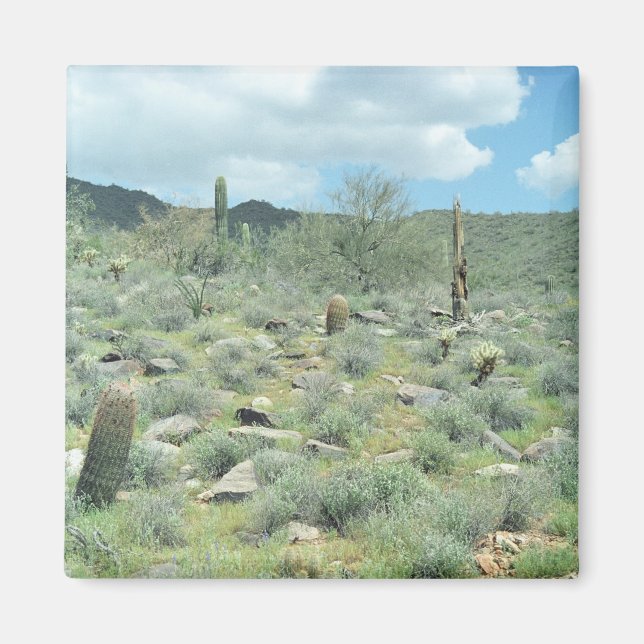 Stepping Stones Decorative Refrigerator Magnet (Front)