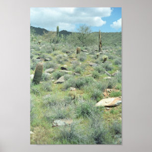 Stepping Stones Sonoran Desert Art Print Posters