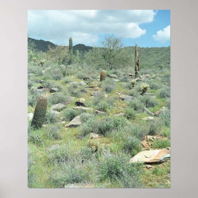 Stepping Stones Sonoran Desert Poster Art Prints (Front)