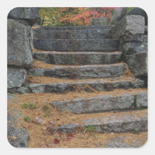 Steps covered in pine needles, White Mountain Square Sticker