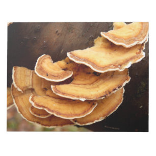 Stereum Hirsutum Fungi Notepad