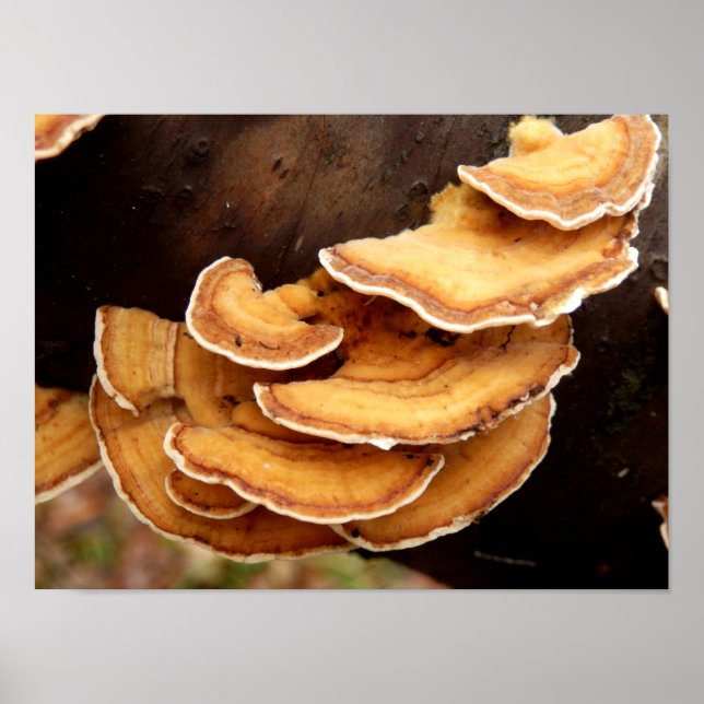 Stereum Hirsutum Fungi Poster (Front)