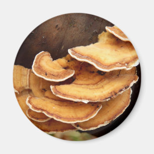 Stereum Hirsutum Mushroom Magnet