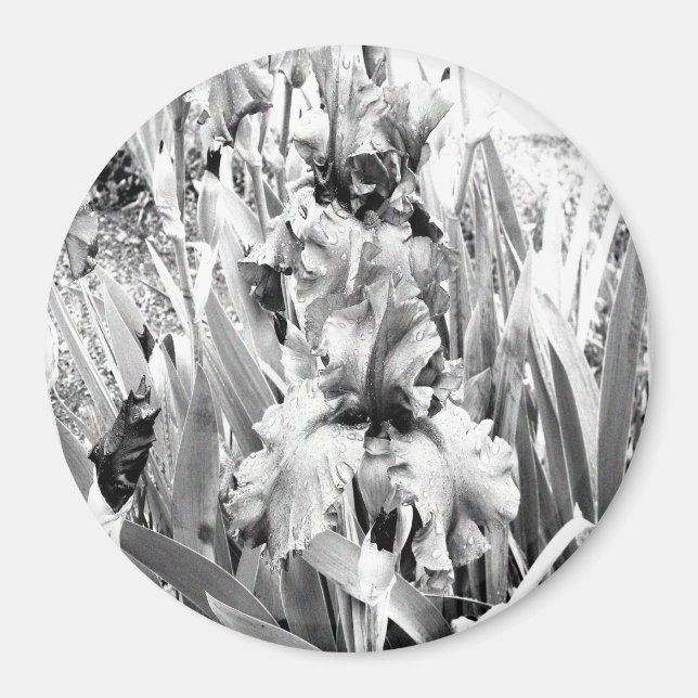 Sterling Irises.... Magnet (Front)