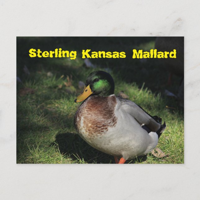 Sterling Kansas Mallard Post Card (Front)