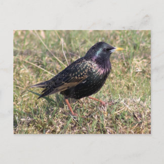 Sterling Postcard