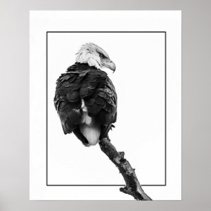 Stern Bald Eagle Poster