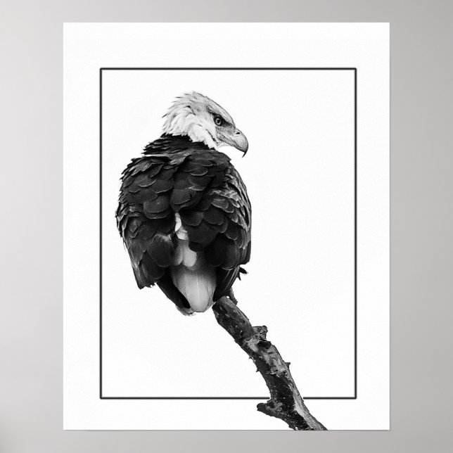 Stern Bald Eagle Poster (Front)