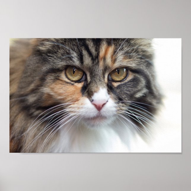 Stern Maine Coon Poster (Front)