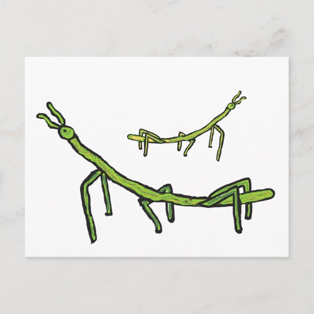 Stick Bug Insect Postcard (Front)