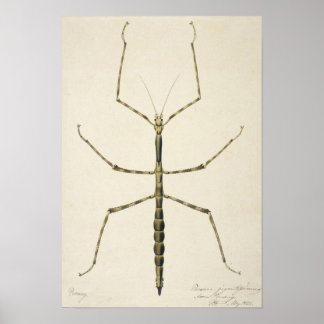 Stick Bug Poster